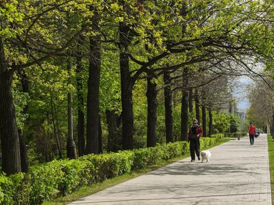 В Алматы с начала года провели санитарную обрезку более 32 тыс. деревьев