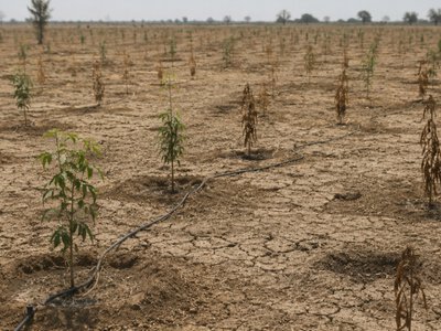  Недропользователи Атырау провалили обязательную посадку деревьев 