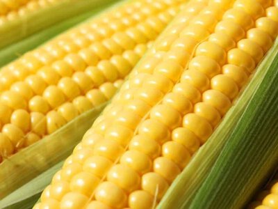 В Украине продолжают падать цены на кукурузу: аналитики назвали причины