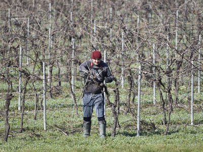 Виноград для початківців: перша обрізка молодого куща