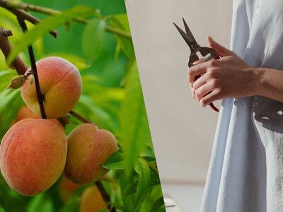 Что будет, если не обрезать персик: не все дачники знают