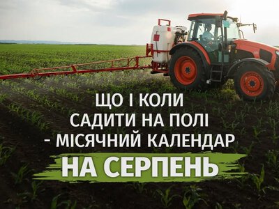 Еще не поздно для посева: что посеять на поле в августе
