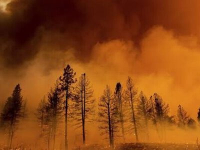 Озвучены катастрофические последствия лесных пожаров в ЕС