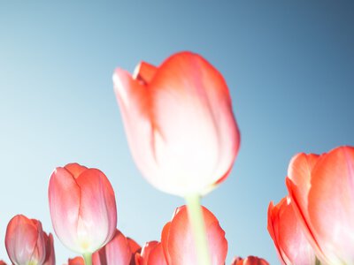 Тюльпани: коли викопувати цибулини після цвітіння