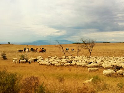 В Грузии мужчина получил 6 лет тюрьмы за продажу чужих овец на $30 тыс.
