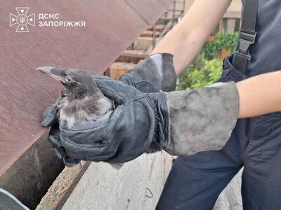 У Запоріжжі рятувальники визволили ворона з вентиляційної шахти