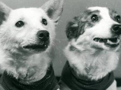 Впереди планеты всей: как дрозофилы покоряли космос, а домашние животные осваивали парашют (фото)