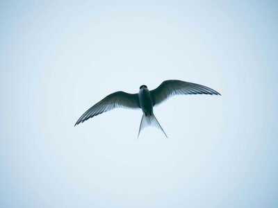 Ласточки вдруг летят почти над землей: действительно ли это предвещает дождь