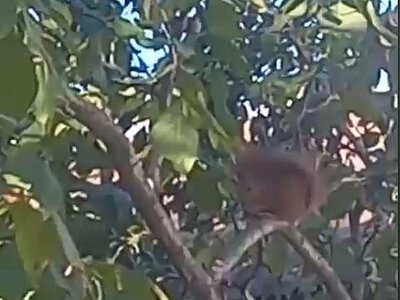 В центре Николаева заметили белку (видео)