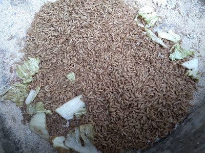 10 продуктів, які ви даремно викидаєте