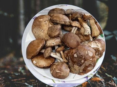 Не мойте подберезовики часами: из-за этого на сковороде получится грибная каша