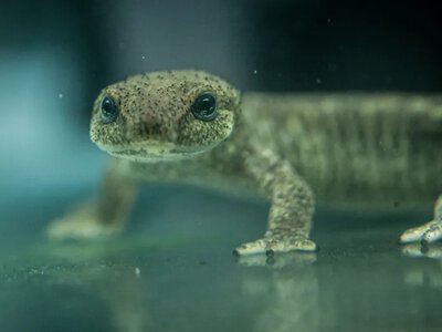 Одно из самых редких земноводных в мире в шаге от вымирания: сколько особей осталось на Земле (видео)