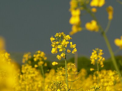 Сидерати після збирання врожаю: що сіяти після кожної культури