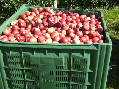 Садоводы прогнозируют снижение цен на яблоки до 20%: что ждет рынок в новом сезоне
