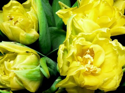 Посадка тюльпанів і нарцисів: глибина й строки