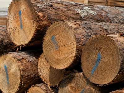  58 кубометров зараженной сосны не допустили к продаже в Семее 