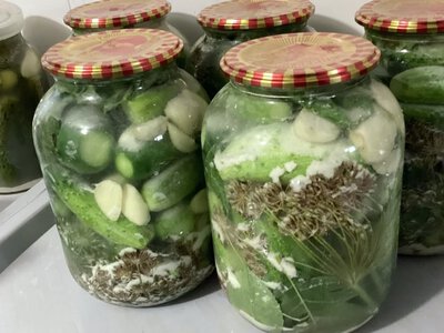 Огурцы получаются более хрустящими, чем в бочке: старинный рецепт «Под снегом» с мукой