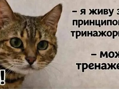 Одесский юмор: кошачья «тринажорка» и секреты подготовки к зиме