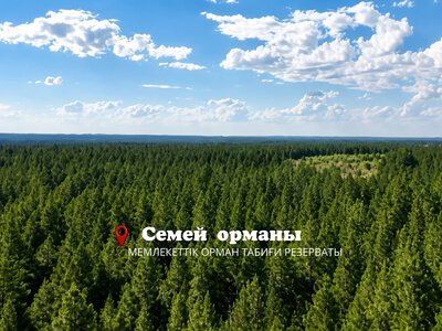 «Семей орманы» — зелёное богатство Прииртышья