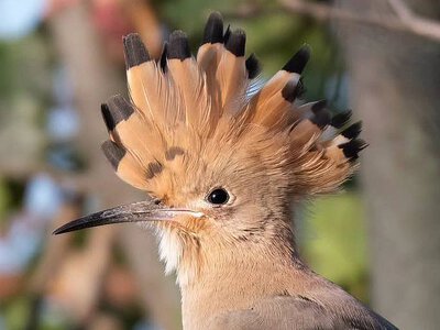 Фотоохотница показала необычных птиц Николаева (фото)