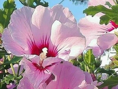 Четыре декоративных куста, которые не стоит сажать возле дома - советы садовода