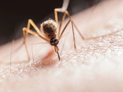 В Украине выявили первые случаи лихорадки Западного Нила