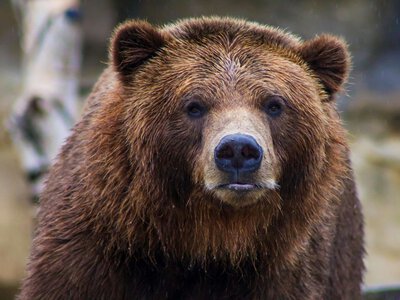 Почему медведицы убивают чужих медвежат? Ученые нашли неожиданное объяснение