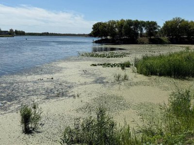  400 миллионов на спасение Тобола: почему реку в Костанае не могут очистить от водорослей 