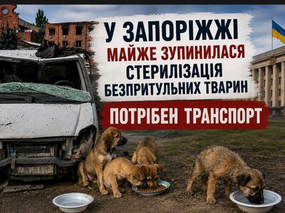 У Запоріжжі майже зупинився відлов і стерилізація тварин: волонтери просять владу знайти транспорт