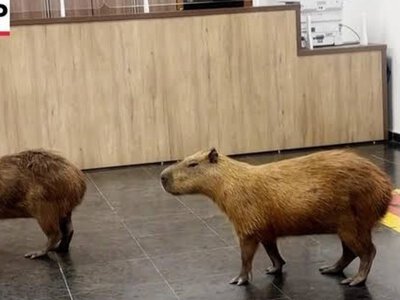 Капибары захватили парламент в Бразилии