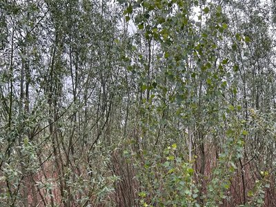 На месте Каховского водохранилища произошло невероятное: ученые наблюдают уникальное явление
