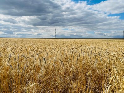 Около миллиона гектаров зерновых предстоит убрать в Карагандинской области