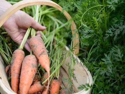 Буряк переростає на грядці: коли великий розмір уже шкодить смаку
