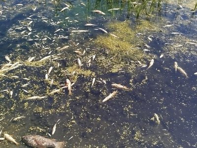 Мор рыбы на Борщаговке: местные показали речку с вонючей зеленой водой (видео)
