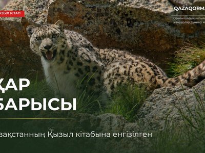 Таинственный хозяин гор – снежный барс