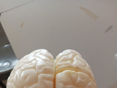 Обмеження часу їжі покращує роботу мозку у жінок старшого віку