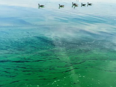 Токсичные водоросли появились на побережье Балтийского моря в Германии и Польше, власти предупреждают об опасности купания
