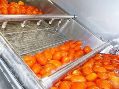  Завод по переработке томатов построят в Кызылординской области 
