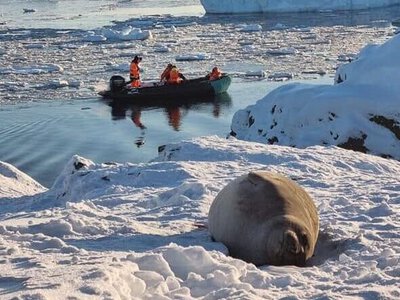 Морской слон пришел в Вернадского, чтобы вздремнуть: полярники показали видео