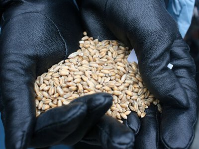 Экспорт зерна под угрозой: терминалы Новороссийска приостановили работу