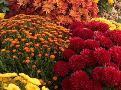Украшение клумб осенью: самые красивые решения