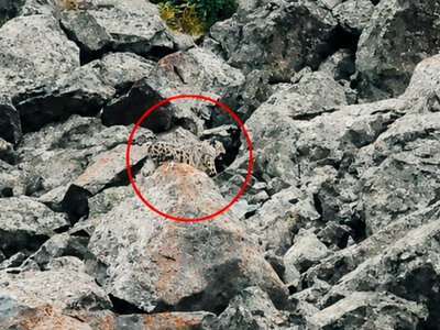  Сразу трех снежных барсов встретили туристы в горах Казахстана 