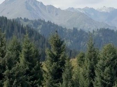  «Помогите нам спасти Кок-Жайлау»: защитники урочища обратились к генсеку ООН 