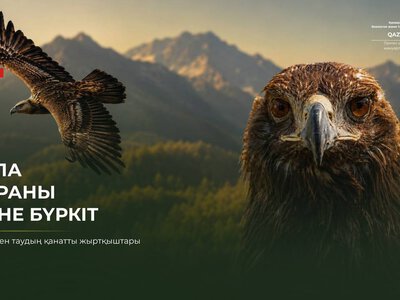 Властелины неба: Степной орёл и беркут