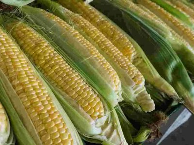 Кукуруза будет нежной и вкусной: как выбрать кочан и сколько нужно варить