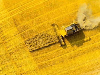 «Агрейн» выделила более 18 тыс. га под озимый рапс урожая 2027 года