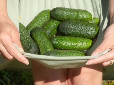 Огурцы будут плодоносить вплоть до осени: 4 шага, которые следует сделать в августе