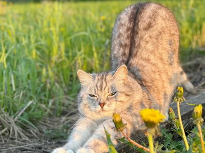 Выпускать или держать дома: как прогулки влияют на поведение кошек