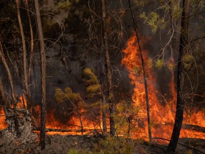 Бельгия столкнулась с крупнейшим лесным пожаром за всю историю наблюдений