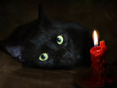 Международный день чёрной кошки: развенчиваем мифы о «невезении» и спасаем пушистых